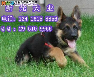 德国牧羊犬起名字大全