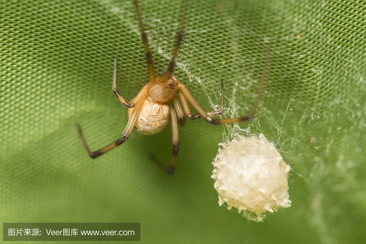 蜘蛛怀孕