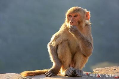 属猴的出生年份
