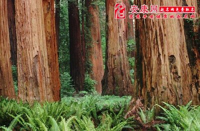 梦见别人杀树