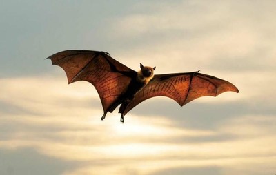 蝙蝠的耳朵是雷达的什么