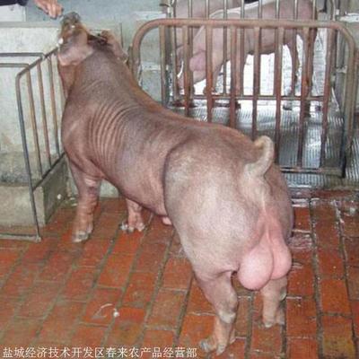 公猪怎么看好坏