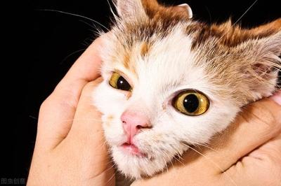 猫咪杯状病毒怎么治疗