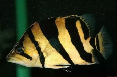 虎鱼颜色发黑状态一般什么原因：虎鱼的颜色发黑状态一般什么原因