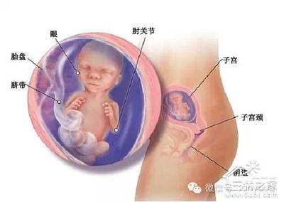 宝宝在肚子里什么姿势