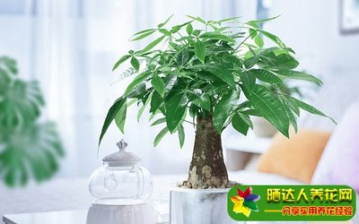 什么树寓意发财