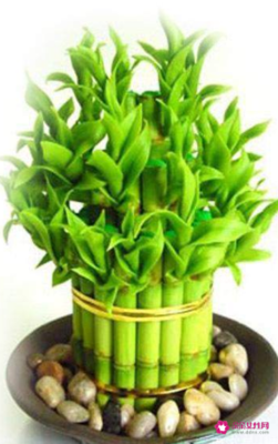 属狗适合养什么植物