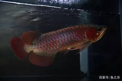 綠色的魚缸（綠色的魚缸好嗎）