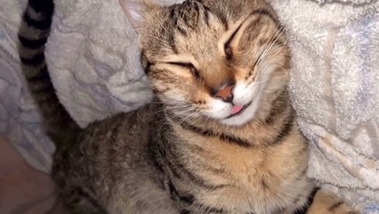 孕妇梦到被猫咬