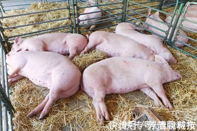 怀孕母猪咳嗽怎么治疗