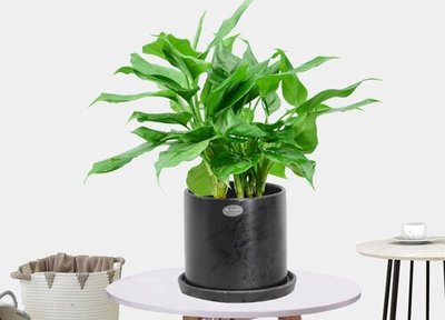室内养什么植物风水好