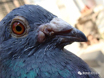 鸽子长痘怎么治疗