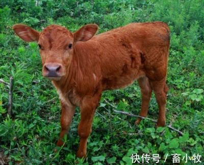 小牛犊拉稀怎么治疗