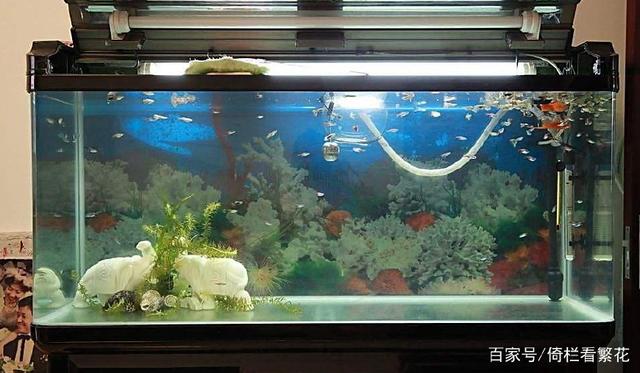 红桥区金亚水族器材社（红桥区金亚水族器材社区