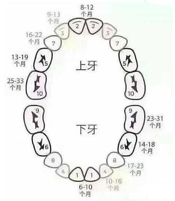 8个月宝宝长几颗牙
