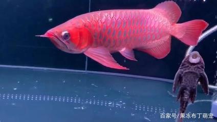 龍魚品種介紹圖片大全集視頻教程（龍魚品種介紹圖片大全集視頻教程下載） 龍魚疾病與治療