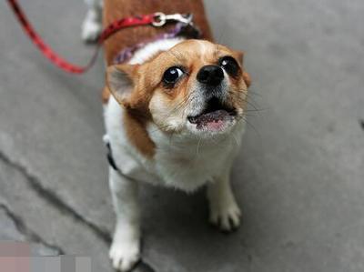 孕妇梦见狗咬手