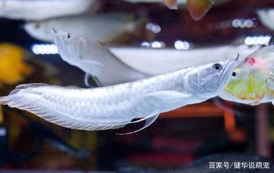 魚缸水質(zhì)問題急 大白鯊魚苗