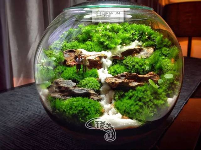 什么样苔藓盆景最值钱