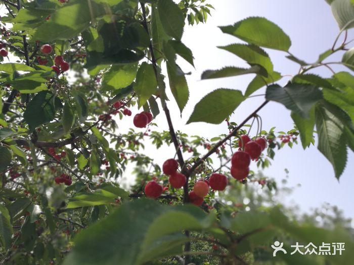 西安樱桃谷景区