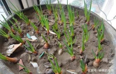 阳台种葱怎么自制肥料