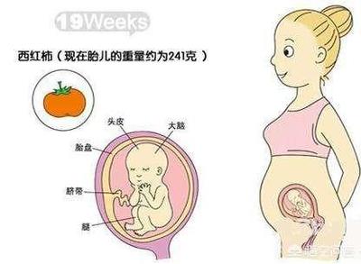 怀孕20周是几个月