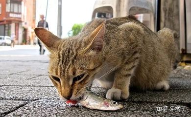 猫怎么吃鱼