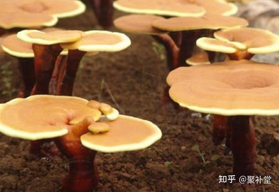 孕妇可以吃孢子粉吗