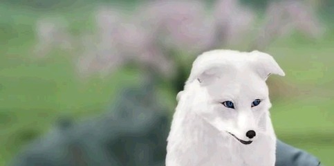 狐狸是什么生肖