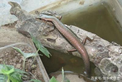 好听的蜥蜴名字