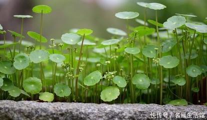 有草有水的寓意好的字