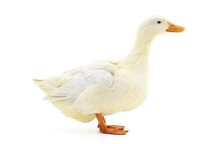 怀孕了能吃鸭子吗