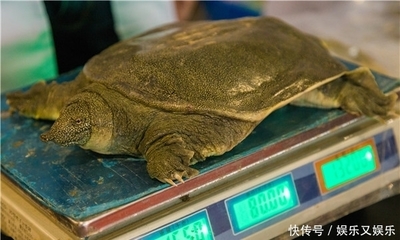 咳嗽可以吃甲鱼吗