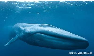 一头蓝鲸重多少千克