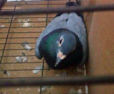 鸽子歪脖子怎么治疗