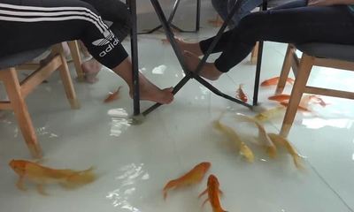 梦见别人养鱼