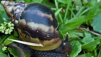 蜗牛能吃吗