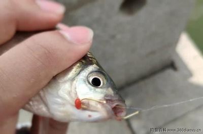 鱼吃了塑料泡沫