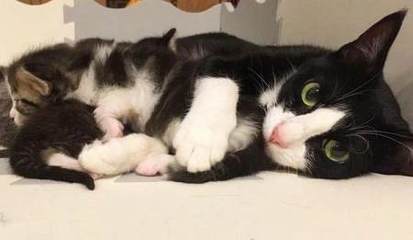 母猫怀孕可以洗澡吗
