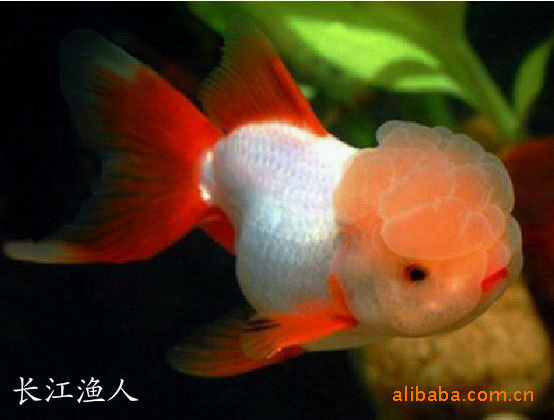金鱼怎么怀孕