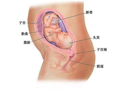 胎儿七个月