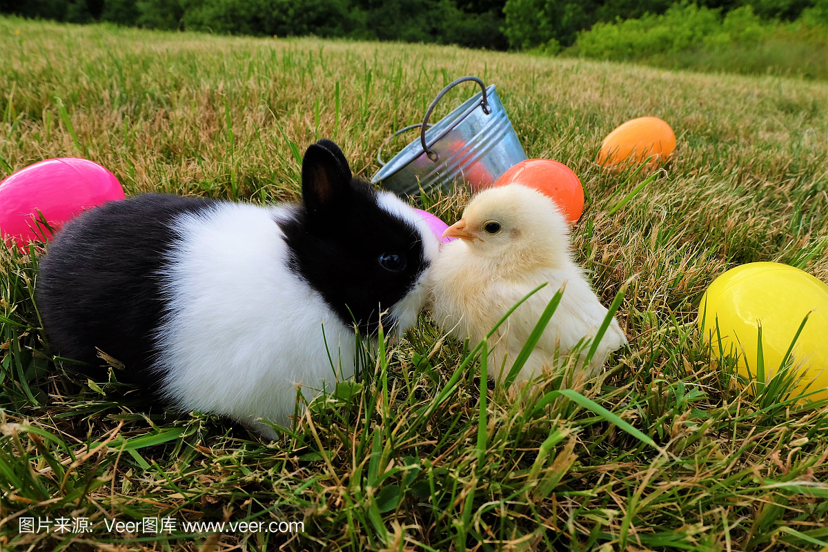 兔子和小鸡