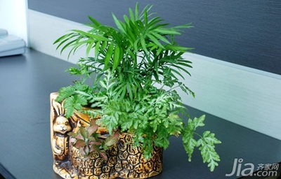 办公桌风水植物