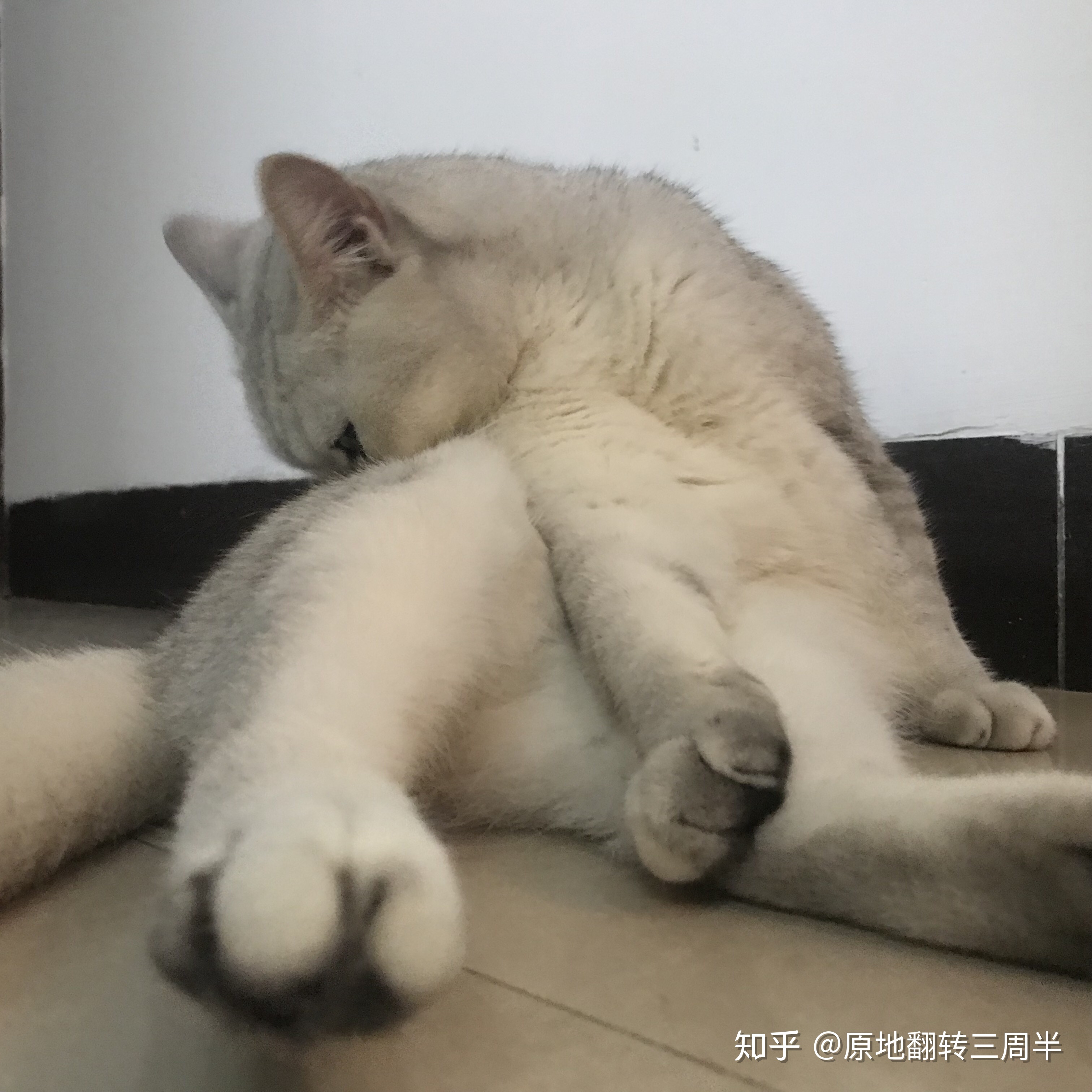 猫咪杯状病毒怎么治疗