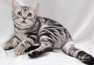 猫影响怀孕吗