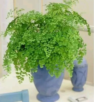 适合养在卫生间的植物