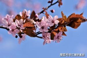 命犯桃花是什么生肖