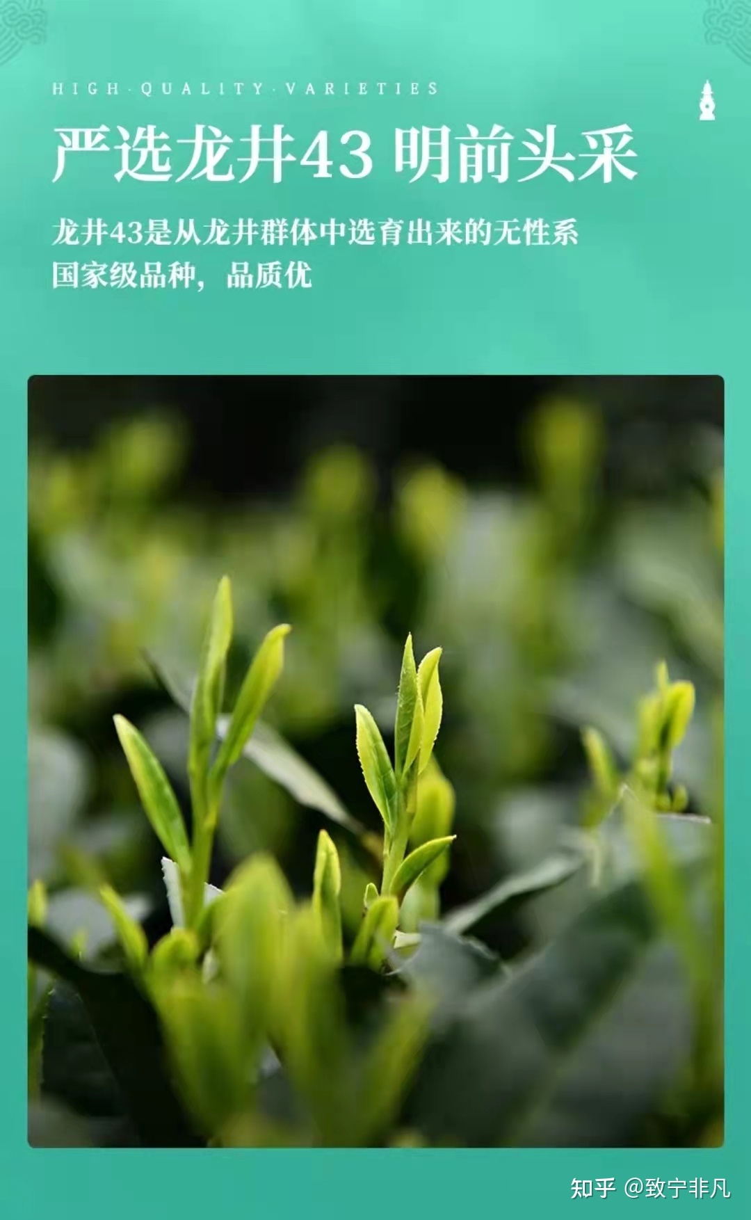 龙井茶树