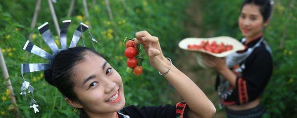 孕妇梦到摘果子
