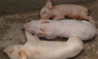 猪轮状病毒怎么治疗